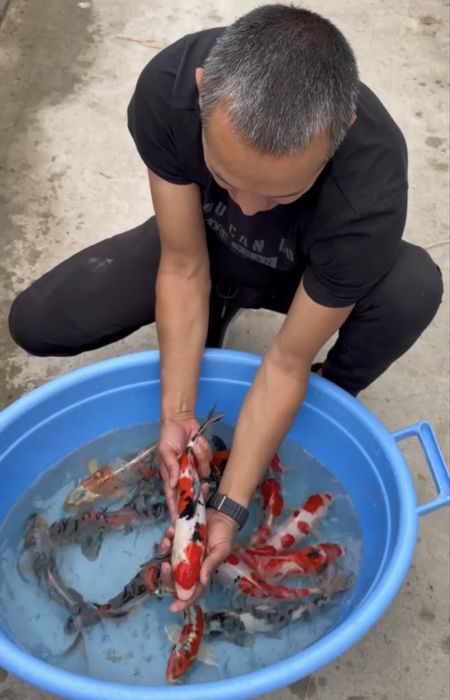 Koya baliqla sotilladi