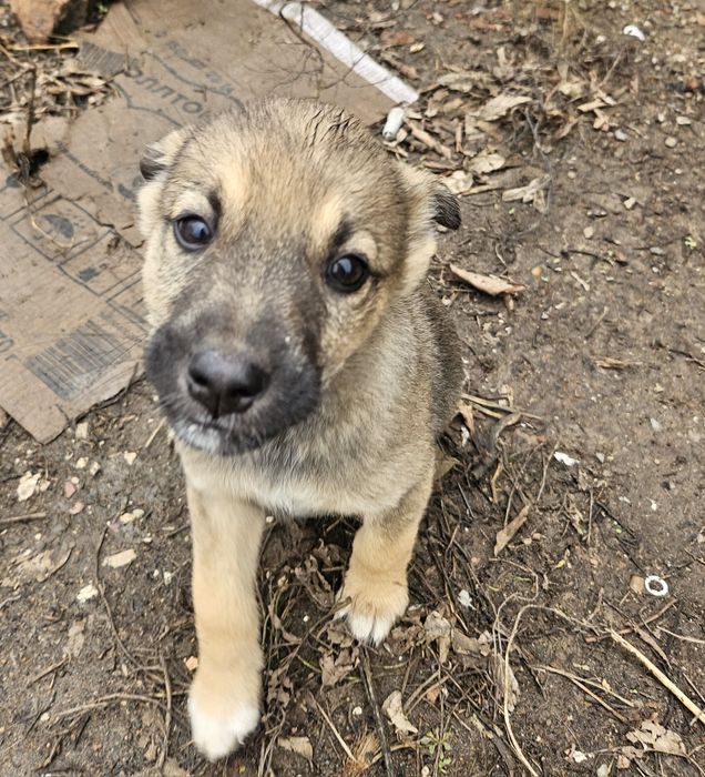 Очаровательные щенят ищут дом