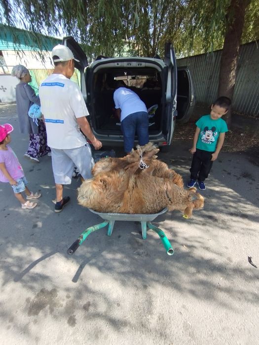 Бараны   Алматы   Кой  баран