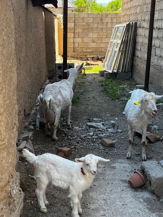 Сүтті сауын ешкілер