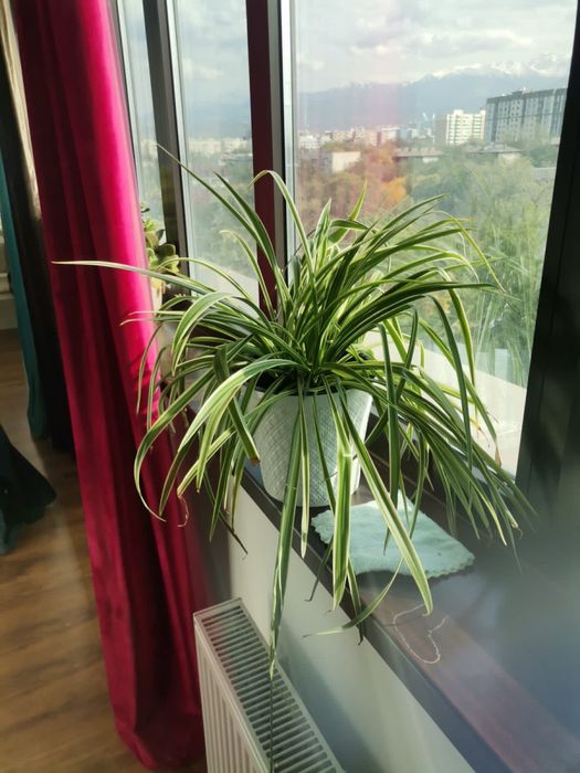 Цветы домашние