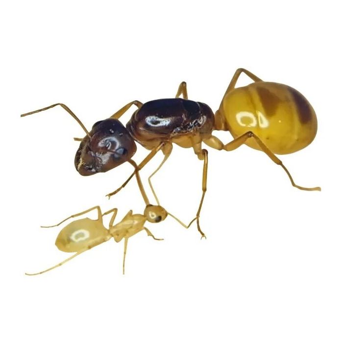 Муравьи Camponotus Fedchenkoi Black Gold
