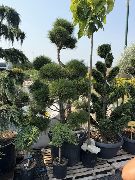 Vand plante ornamentale calitate extra,orice specie