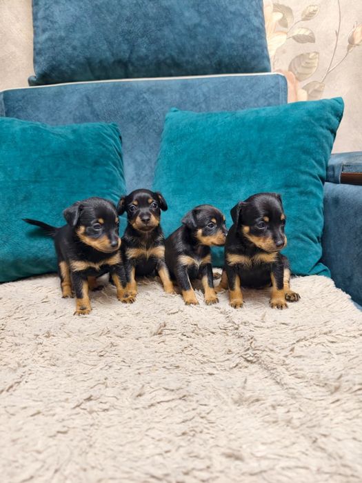 Продаётся щенки той -терьера