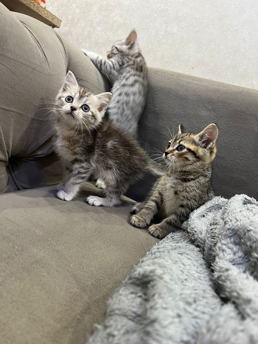 Британские ласковые котята