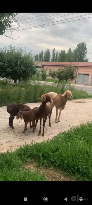 1 ta ona qòy 2 ta bolasi blan