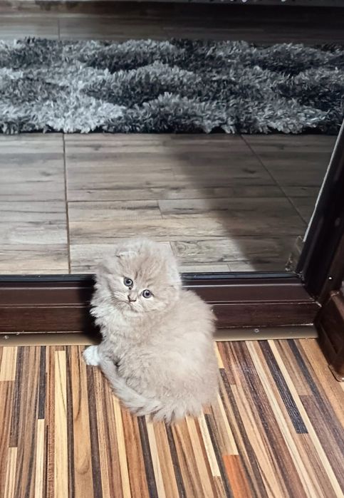 Pui de vânzare 8 săptămâni