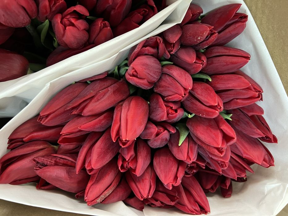 Тюльпаны по 300 тенге