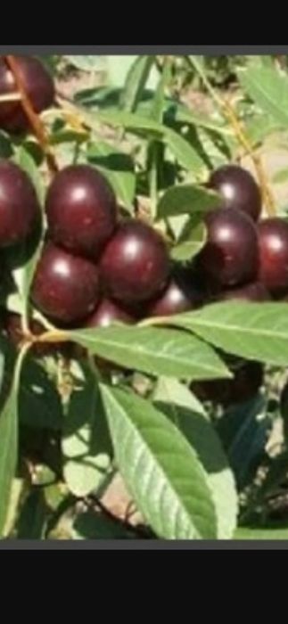 Продам саженцы плодовых деревьев