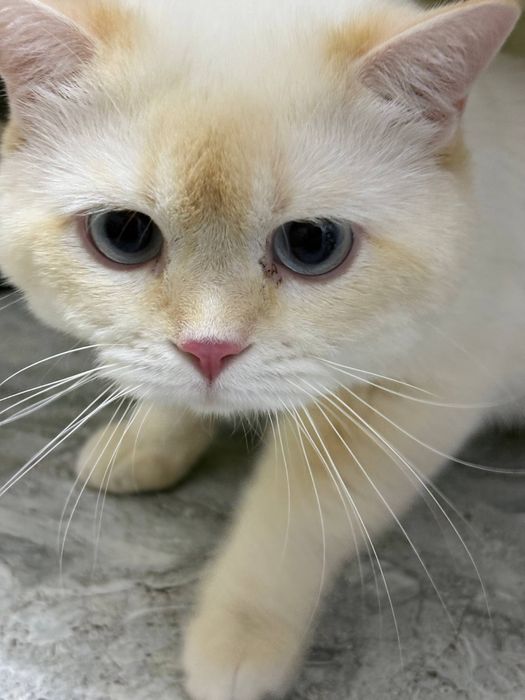 British shorthair tozza parodali mushuk