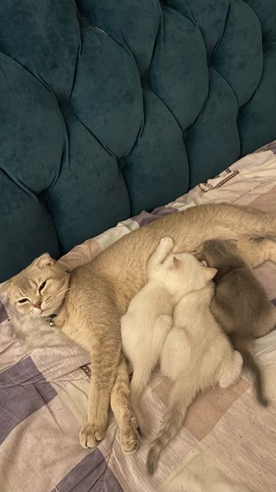 Продаются котята шиншила