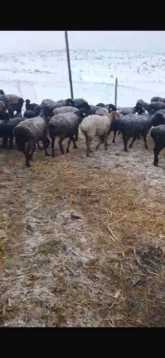 Қозылы қой сатылады 70 бас