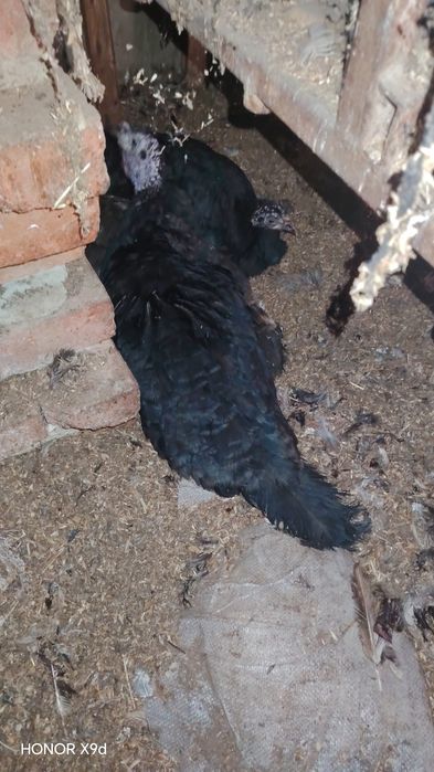 Срочна Продаю-Сотилади курка индюк тухумга отирипти