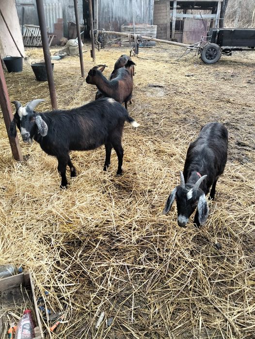 Capre de vînzare urgent