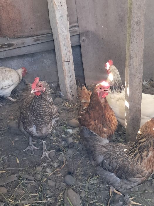 Продам годовалых курей