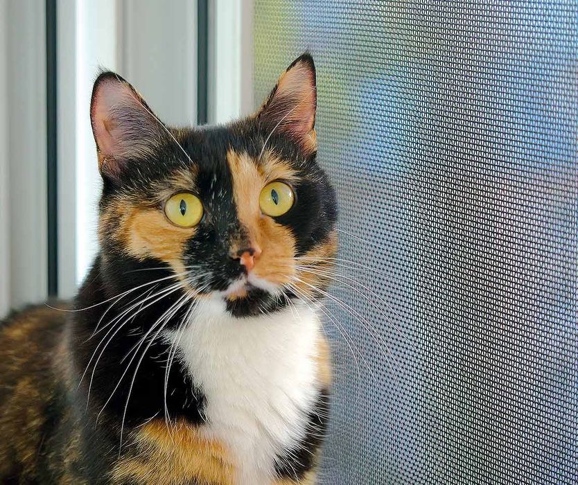 Москитные сетки АНТИКОШКА, антипыльца, раздвижные на окна и двери.