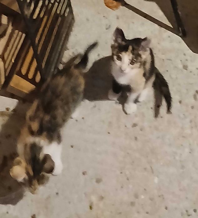 Animale de companie