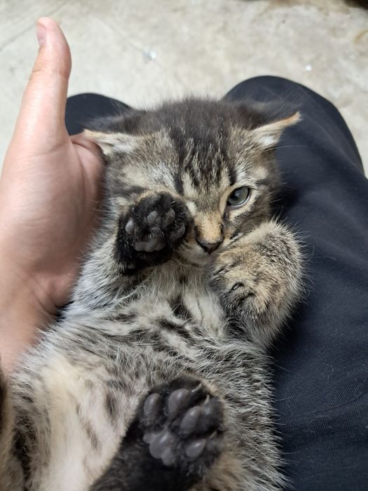 Продам котят шотландской породы, девочки.