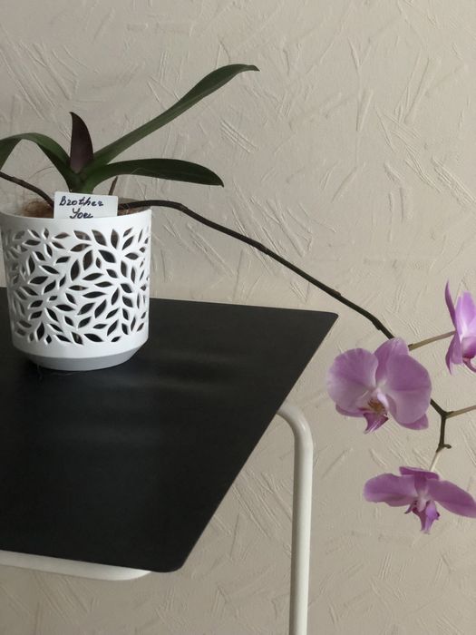 Продам орхидеи домашние