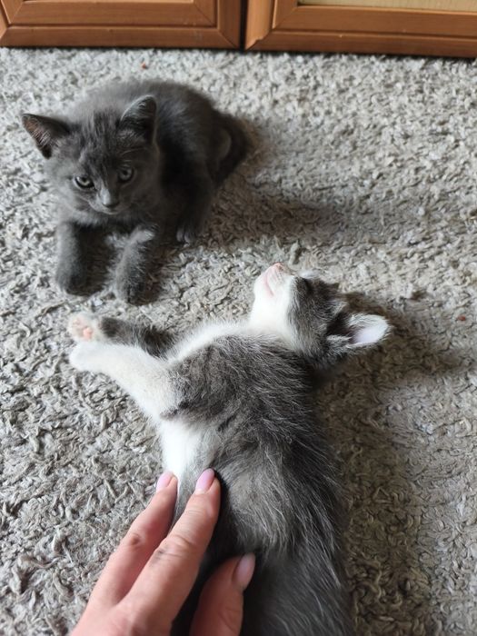 Отдам котят в добрые руки!