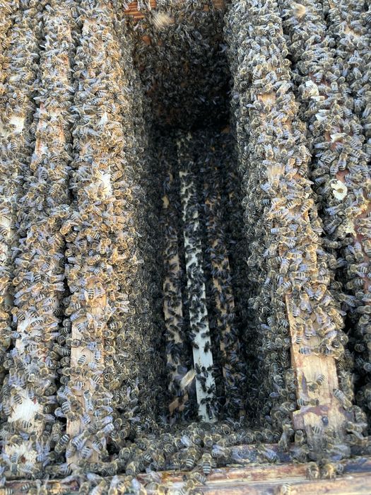 Famili de albine bine dezvoltate