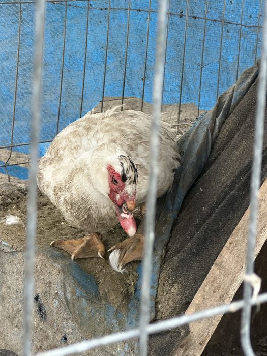 Vând rațe și ratoi