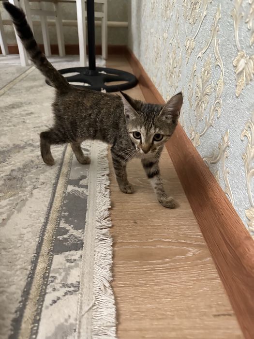 Кошки только в хорошие руки