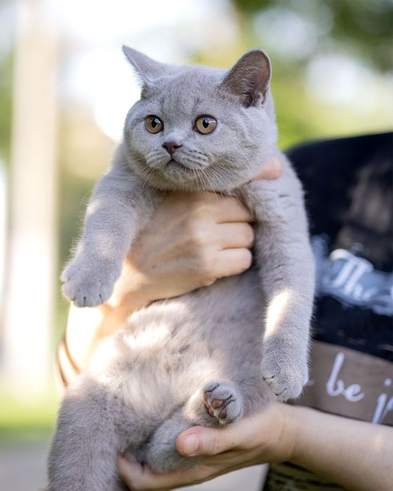 Продаются чистокровные Британцы.