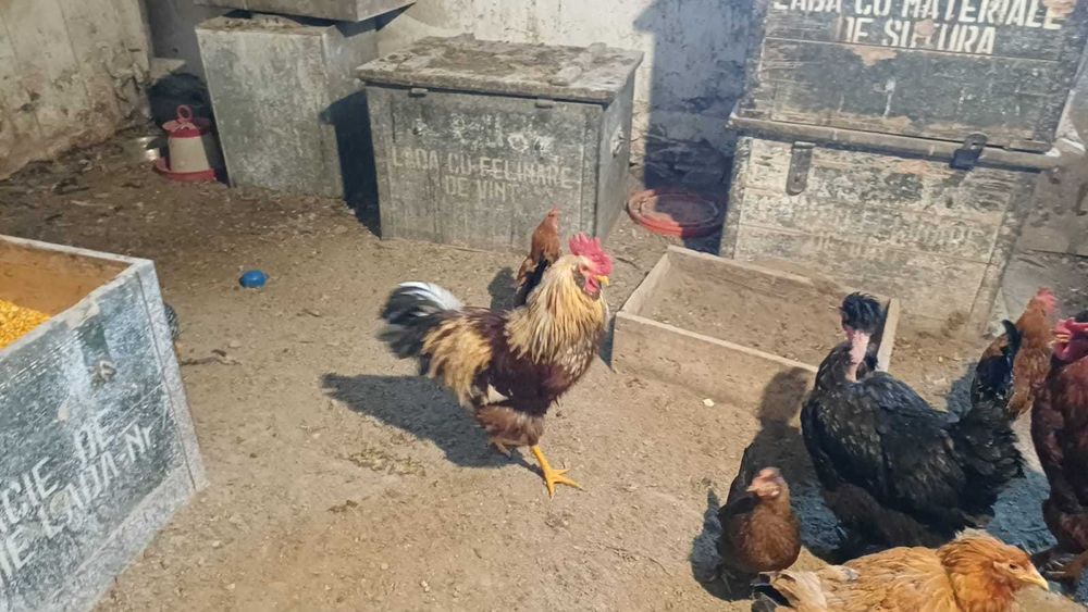 Cocoși de curte de vanzare