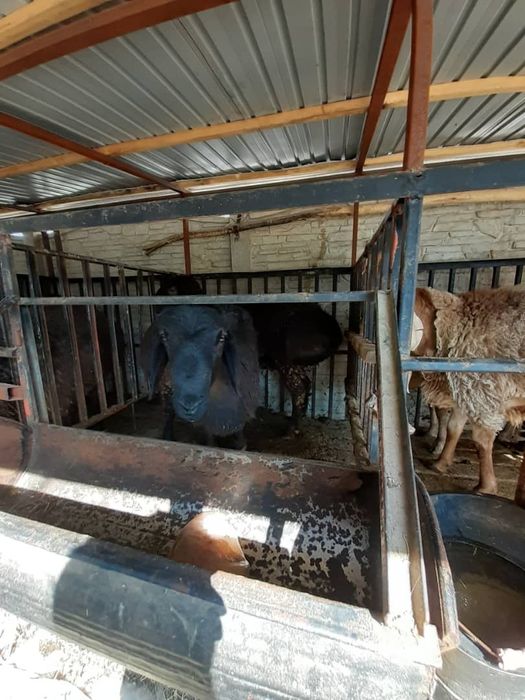 Tojikiston qòchqorlari sotiladi