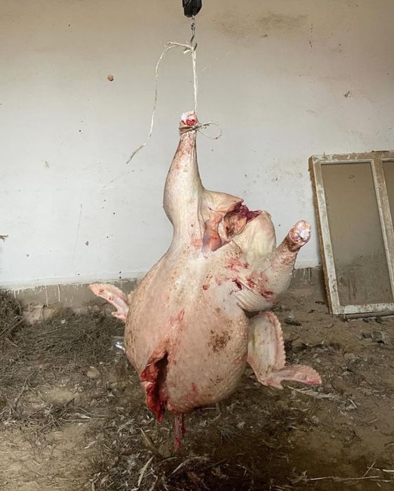 Индюк жақсы бағада