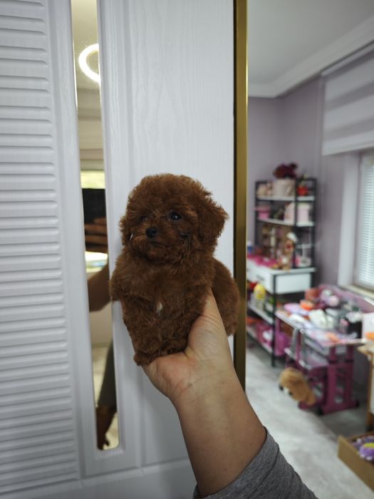 Тъйкъп момче toy poodle
