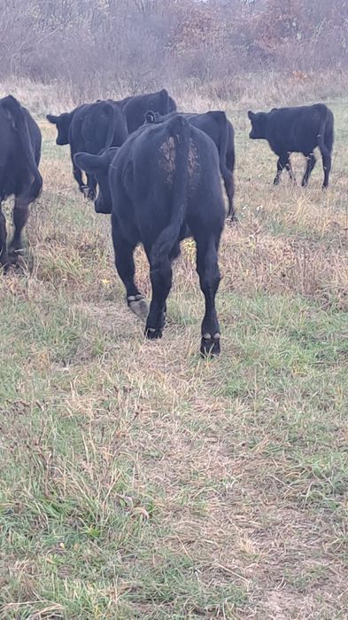 Viței Vițele angus