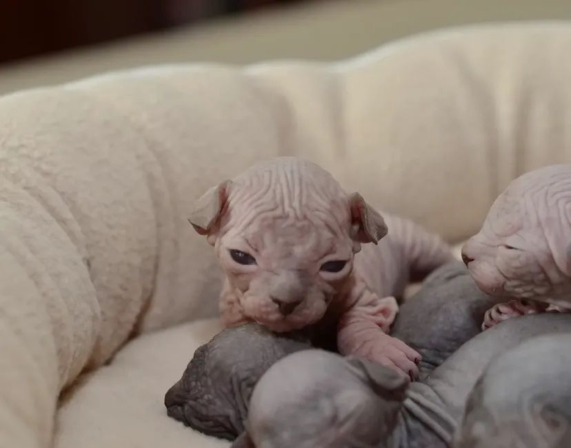 Канадские сфинксы