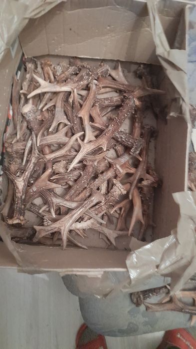 Cornite de caprior..