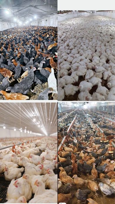 Vand pui albi de carne si pui rasa mixta