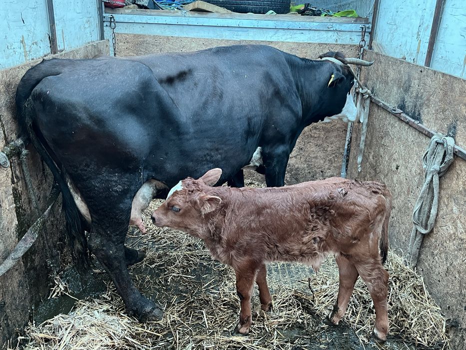 Vaca buna de lapte cu tauras