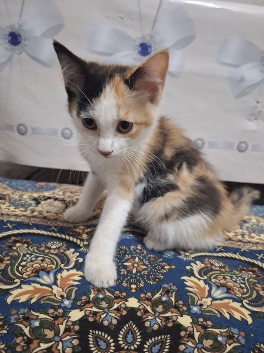 Отдам кошки хорошему руку бесплатьно