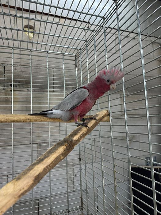 Kakadu roza roza Mascul