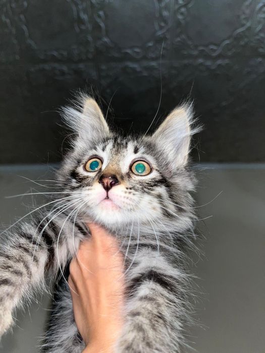 Котяток добрые руки