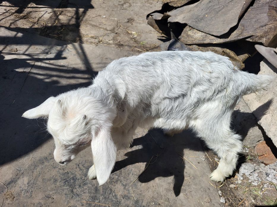 Козлята молочные