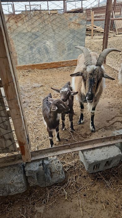 Ешкы лактарымен альпи