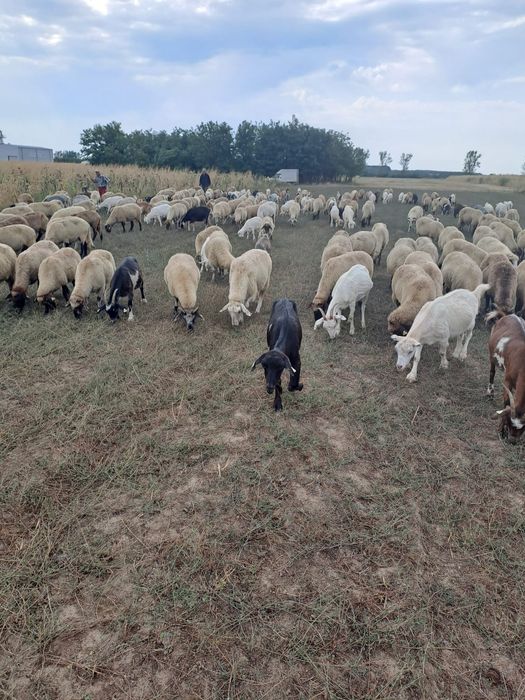 De vânzare Oi și Capre