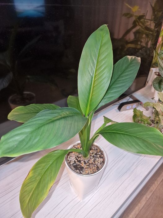 Комнатные цветы (домашние)