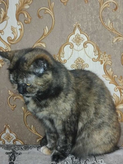 Отдам кошку в хорошие руки