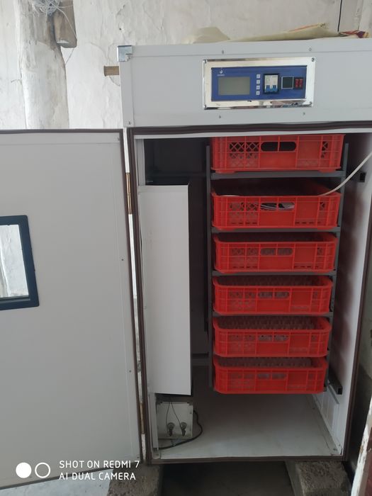 Enkubator Jo'ja ochish uchun