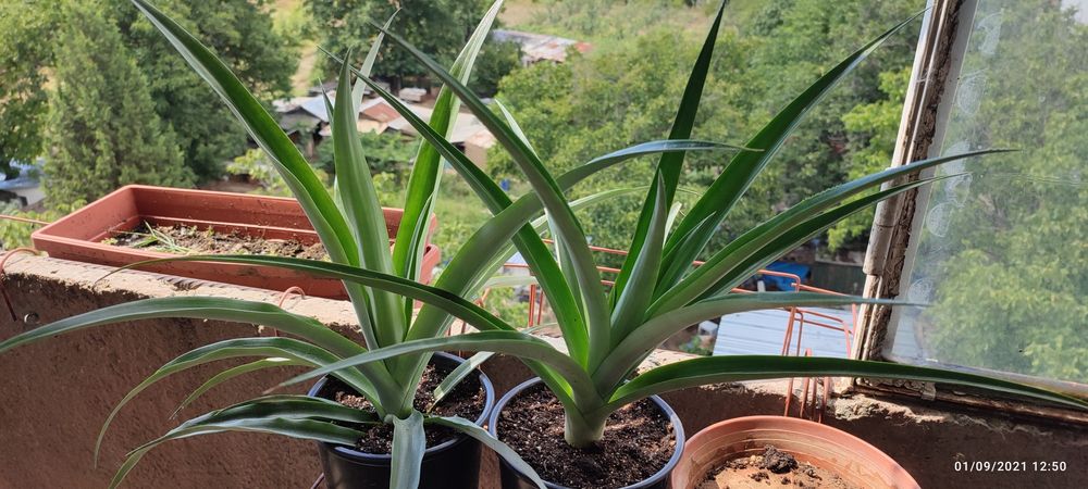 Ананаси , растения.