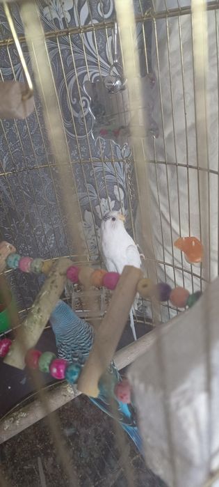 Попугаи мальчик и девочка