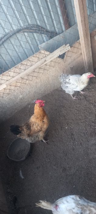 Тауык сатылады 3 000 тенге