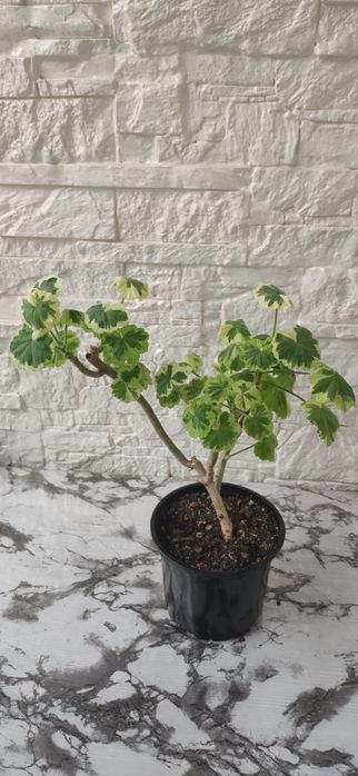 Пеларгония герань